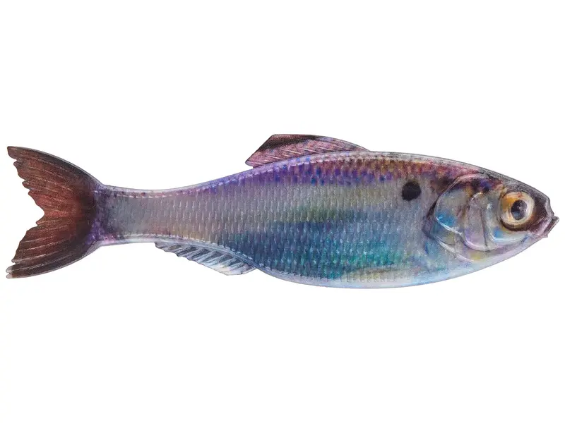 Panorama - Live Gizzard Shad 1